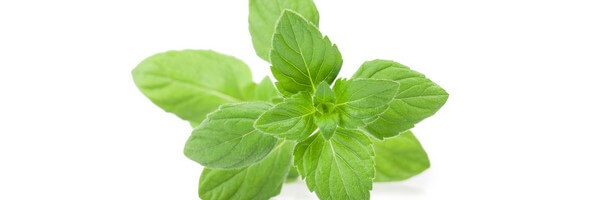 Huile essentielle de Menthe Pouliot